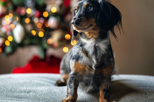 Brighten Your Holidays with a 10ft Christmas Tree