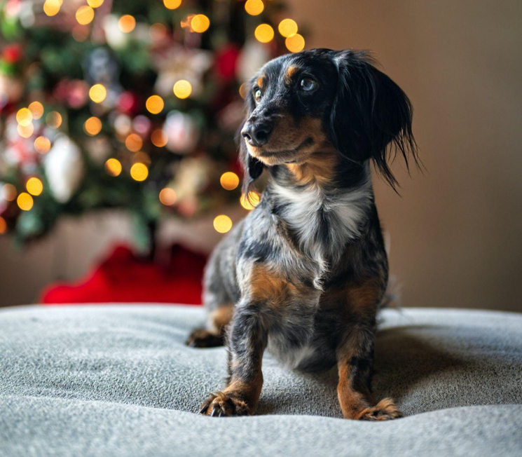 Brighten Your Holidays with a 10ft Christmas Tree